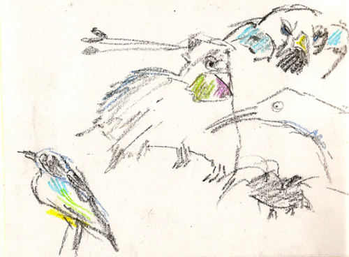 Coloured pencil